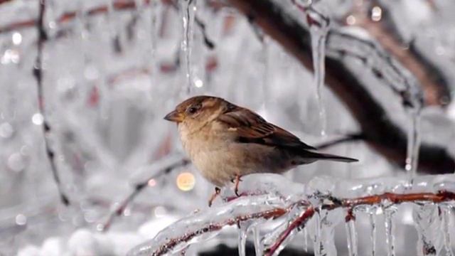 С. Есенин "Поёт зима, аукает" смотреть онлайн