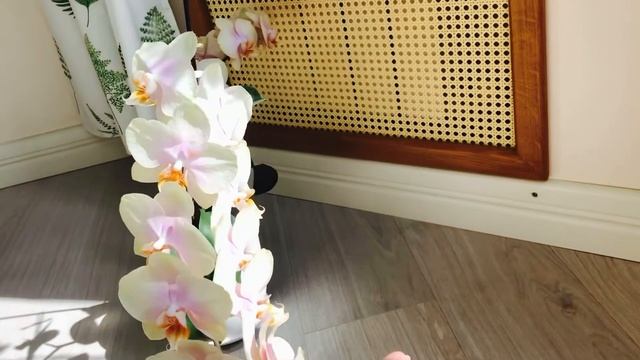 ОБЗОР КОРОЛЕВЫ МОИХ ОРХИДЕЙ В ИЮНЕ. «ПЕРСИКИ». смотреть онлайн