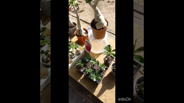 Выставка цветов Ростов-на-Дону смотреть онлайн