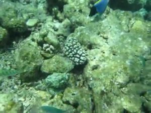 Scorpaenidae (scorpion fish). НЕ НАДО ТАК ДЕЛАТЬ!