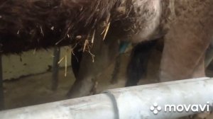 Обзор коровника полный