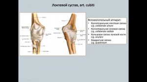 Анатомия локтевого сустава (art. cubiti)