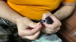 Как дать таблетку кошке чтобы не выплюнула. Как правильно давать таблетки кошкам в домашних условия