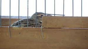 Melanocorypha calandra-ДЖУРБАЙ-СТЕПНОЙ ЖАВОРОНОК