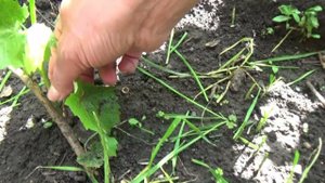 Что Случилось  Саженцем Винограда Через Месяц ...