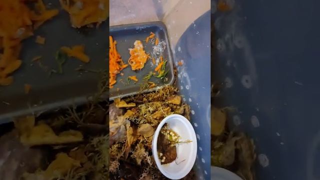 Снова кладка.#ахатины #улитки #улиткиахатины #африканскаяулитка #улиткаахатина смотреть онлайн