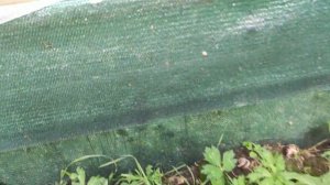 Виноградные улитки и что едят улитки