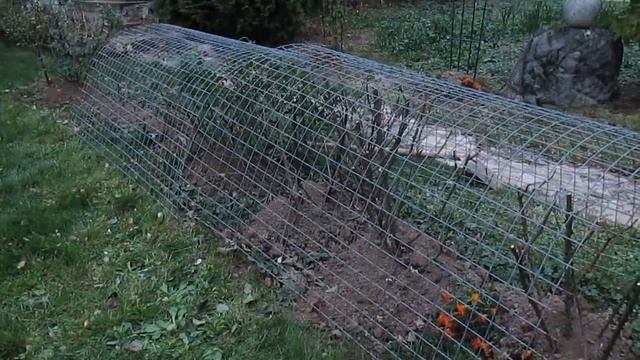 Укрываем РОЗЫ.Самое надежное и удобное УКРЫТИЕ. Моё "изобретение" пригодится всем? смотреть онлайн