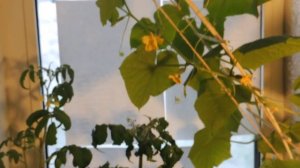 ОГОРОД НА ПОДОКОННИКЕ//ТОМАТЫ И ОГУРЦЫ ВЫРАЩИВАЕМ В ДОМАШНИХ УСЛОВИЯХ.АПРЕЛЬ 2017