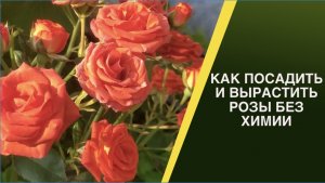 РОЗЫ ВЕСНОЙ! САЖАЕМ И УХАЖИВАЕМ ПРАВИЛЬНО