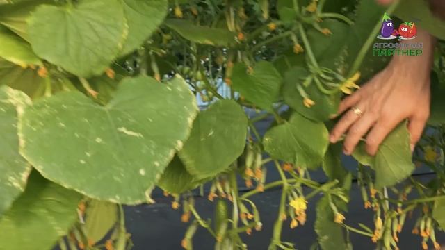 Самые урожайные огурцы 2022 смотреть онлайн