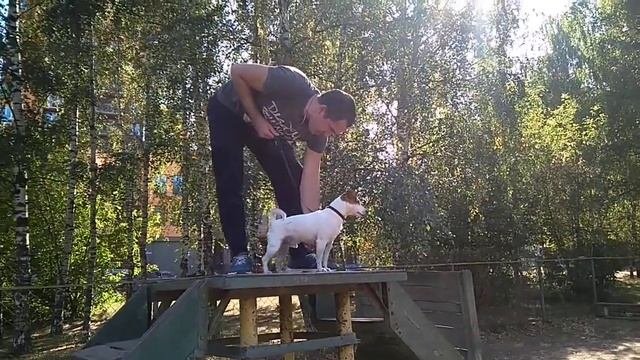 Дрессировка собак -джек Рассел терьер Джек 2 года 5 мес.Дрессировщик Сергей