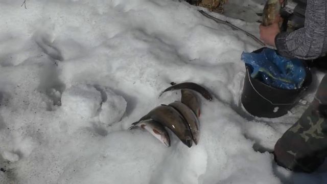 Рыбалка на севере Карелии. Топозеро.