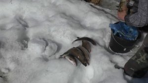 Рыбалка на севере Карелии. Топозеро.