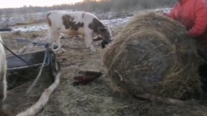 Исторические сани в деле. Транспортировка Сена. Конная база Полуботки