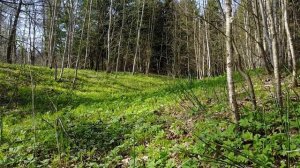 Прогулка в лесу дер. Савино Ступинского района Московской области (квадракоптер mavic pro)