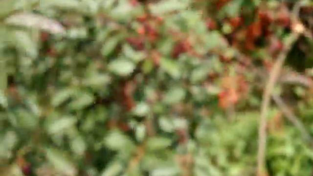 Обзор лучших сортов вишни; Вянок, Живица, Муза, Норд Стар, Ровесница смотреть онлайн