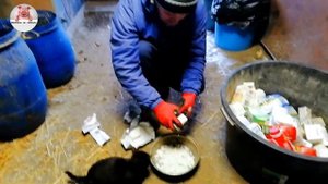 Миллион на свиньях.Покупка прицепа.Корм поросят после отлучки от свиноматки.