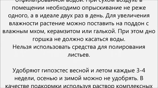 Гипоэстес уход смотреть онлайн