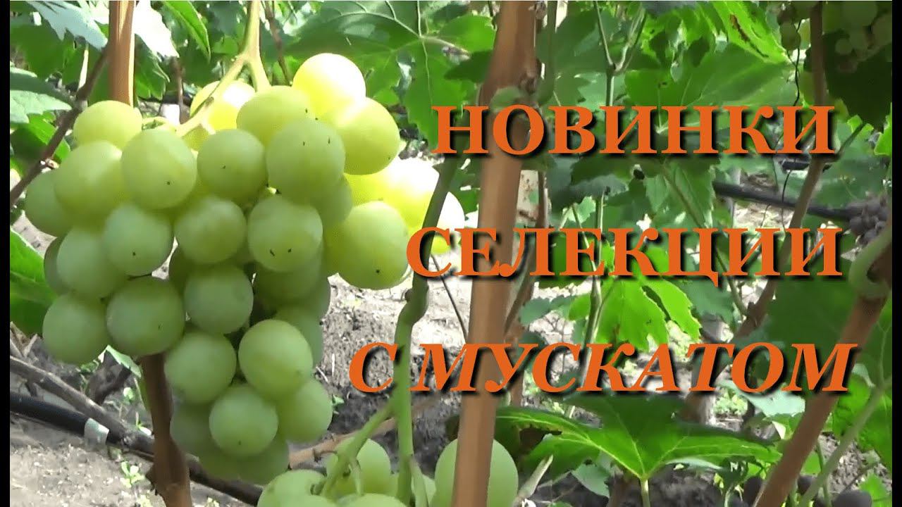 НОВИНКИ СЕЛЕКЦИИ ВИНОГРАДА С МУСКАТОМ смотреть онлайн