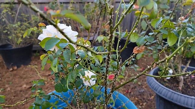 David Austin rose - Queen Nefertiti | rose review | Fall 2021 | Zone 8b | Southern Alabama смотреть онлайн