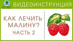 Малина. Борьба с пурпуровой пятнистостью. Часть 2