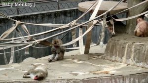 Baby monkey's big jump but failed