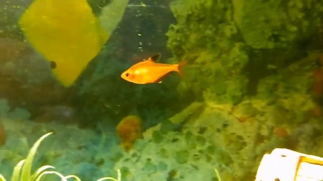 Тетра Аманда смотреть онлайн