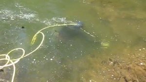 Поиск золота в реках Австралии