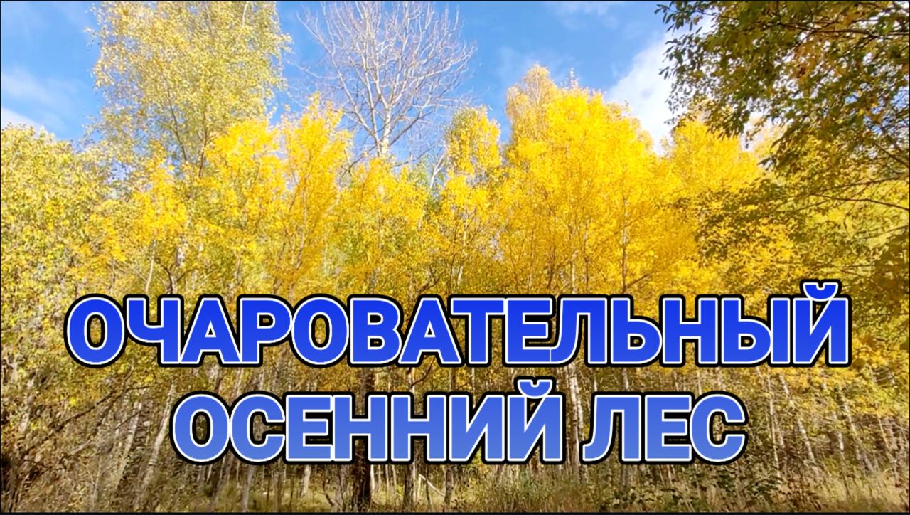 Очаровательный осенний лес смотреть онлайн