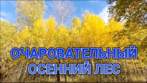 Очаровательный осенний лес