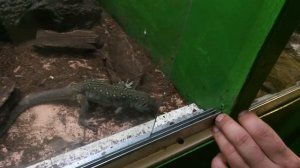 Крокодиловая ферма Екатеринбург 1