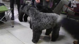 3 особенности характера керри-блю-терьера