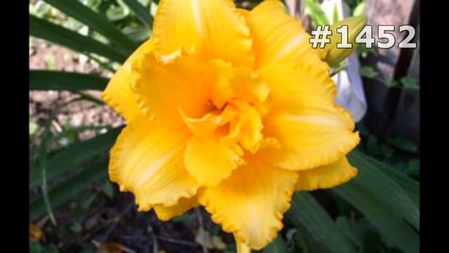 #1452. Ирисы - очень красивые цветы смотреть онлайн