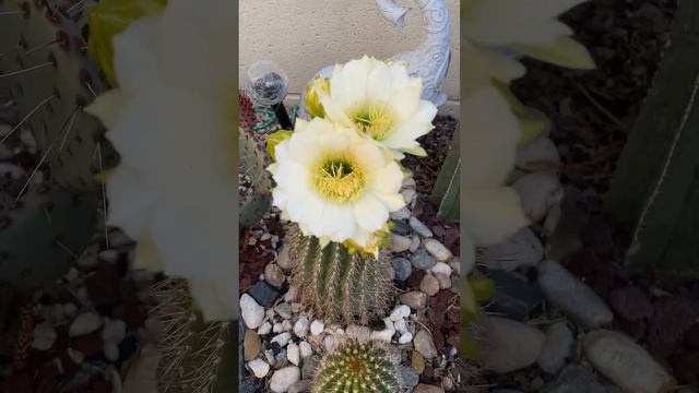 Relaxing cactus flowers. #spring2023 #cactus #flowers