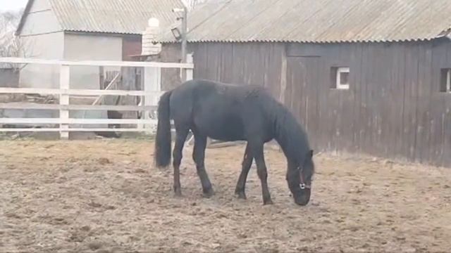 Продолжение , Про Навоз Конский ? смотреть онлайн