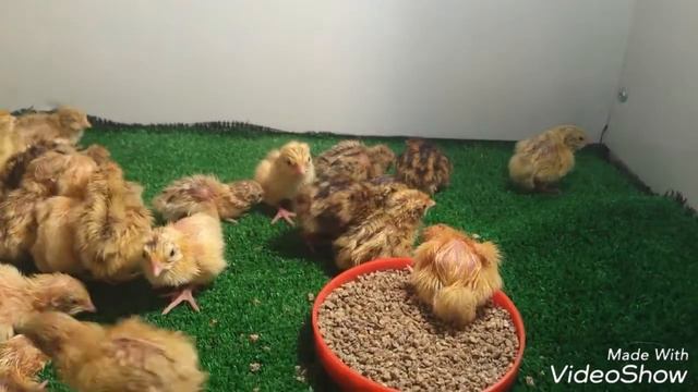 Перепелята смотреть онлайн