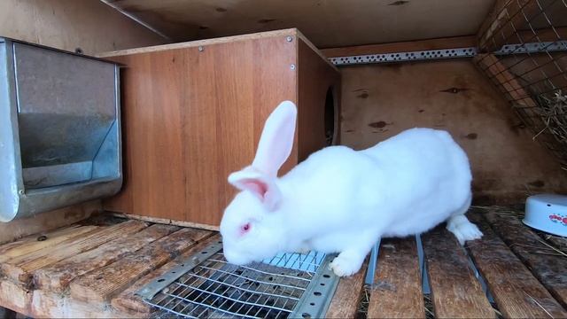 Разведение кроликов, зимний окрол смотреть онлайн