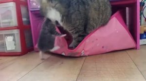 Как кошки заботятся о своих котятах, вы только посмотрите на эту милость!