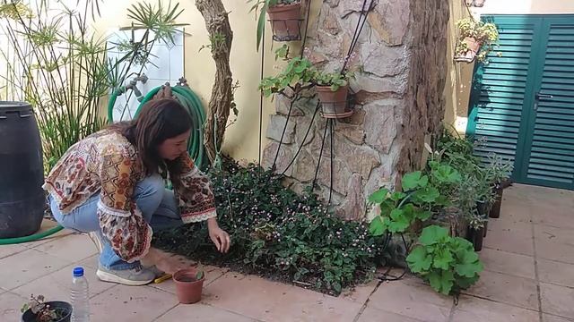 Com plantar e cuidar da planta polygonum capitatum/Tapete Ingles/Persicária/Nudosilla