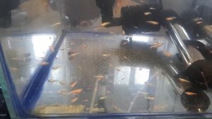 Данио мальки кормление артемия