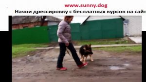 Как отучить собаку тянуть поводок? Вебинар. Часть 7.  Работа с овчаркой и не только