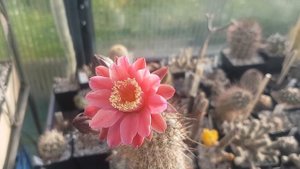 Нотокактус цветет.Наконец-то дождаласьBlooming Flowers..265.