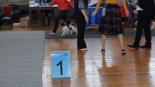 22.10.16. Моно папийон/фален. Сравнение на лпп фалены. смотреть онлайн