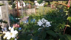 Ежевика, цветение, 20.05.23г.