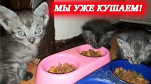 Наши котята начали кушать сухой корм!