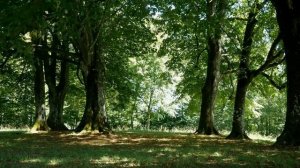 Звуки леса, расслабляющие звуки природы, пение лесных птиц, звуки леса, шум воды.