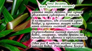 Гузмания – частые вопросы: почему сохнет, желтеет, не растёт, теряет цвет