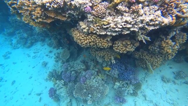 Albatros Aqua Park и Iberotel Palace/ Дикий пляж/ Подводный мир Красного моря/ Египет/ Шарм эль Шей