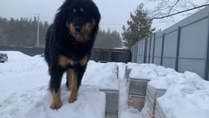 001_Монгольский Банхар. Анонс